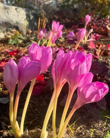 Herbstzeitlose hat eine lange Blütezeit