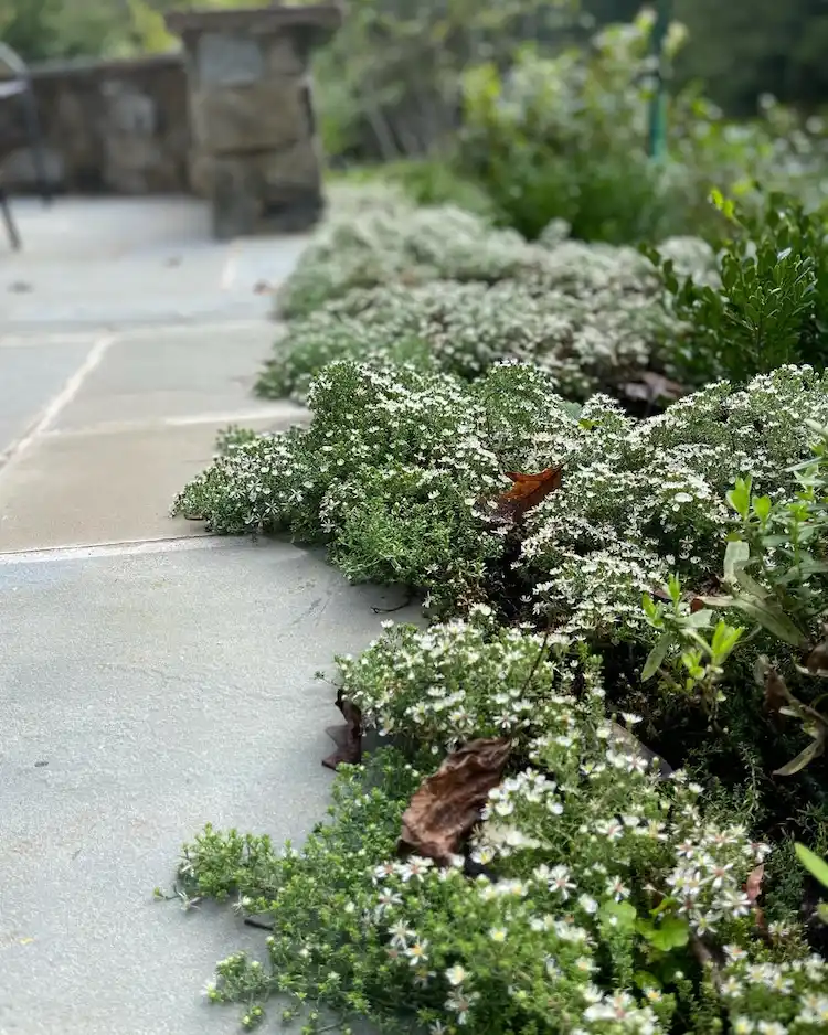 Myrtenaster pflanzen und pflegen nützliche Tipps