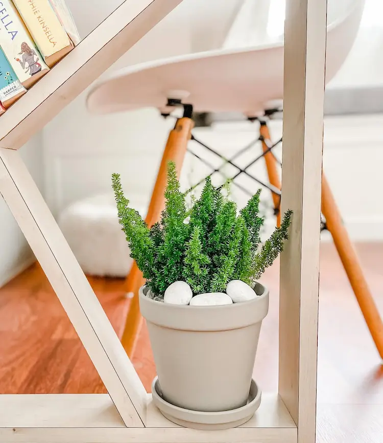 Pflege für Asparagus im Winter