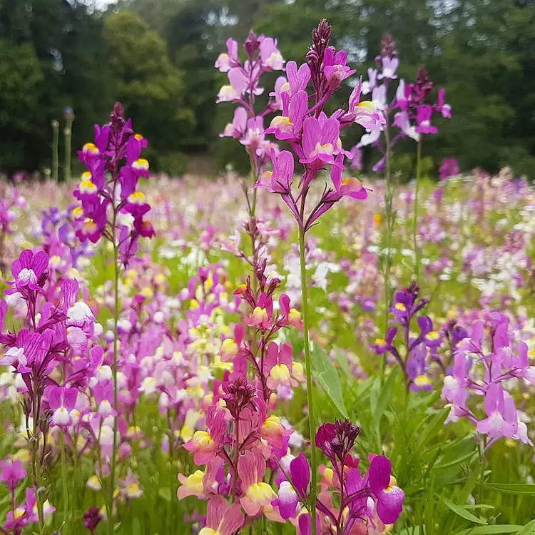 Weißes Leimkraut blüht im Herbst