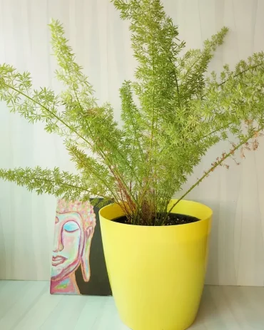 Zierspargel im Topf zu Hause überwintern