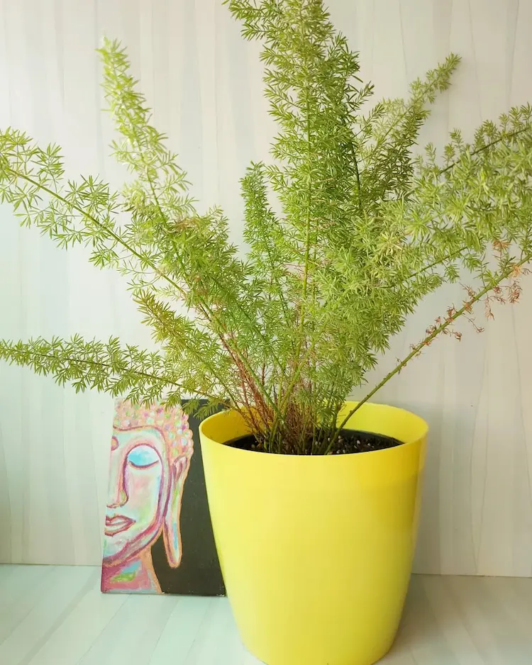 Zierspargel im Topf zu Hause überwintern