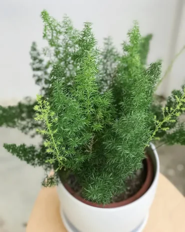 Zierspargel Pflanze zu Hause pflegen ab November