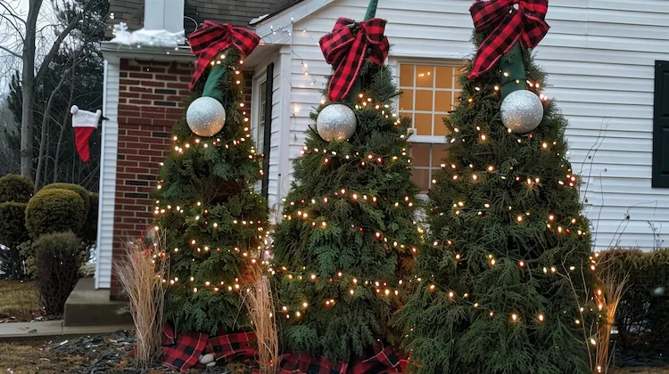 Zypressen festlich dekorieren mit Lichterketten und Schleifen