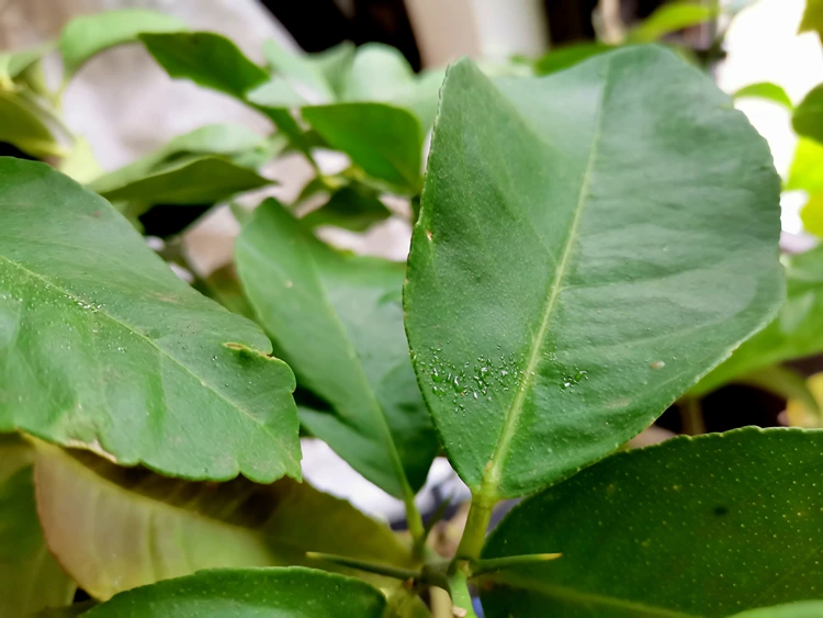 Bei Befall sind Blätter und umliegende Möbel klebrig