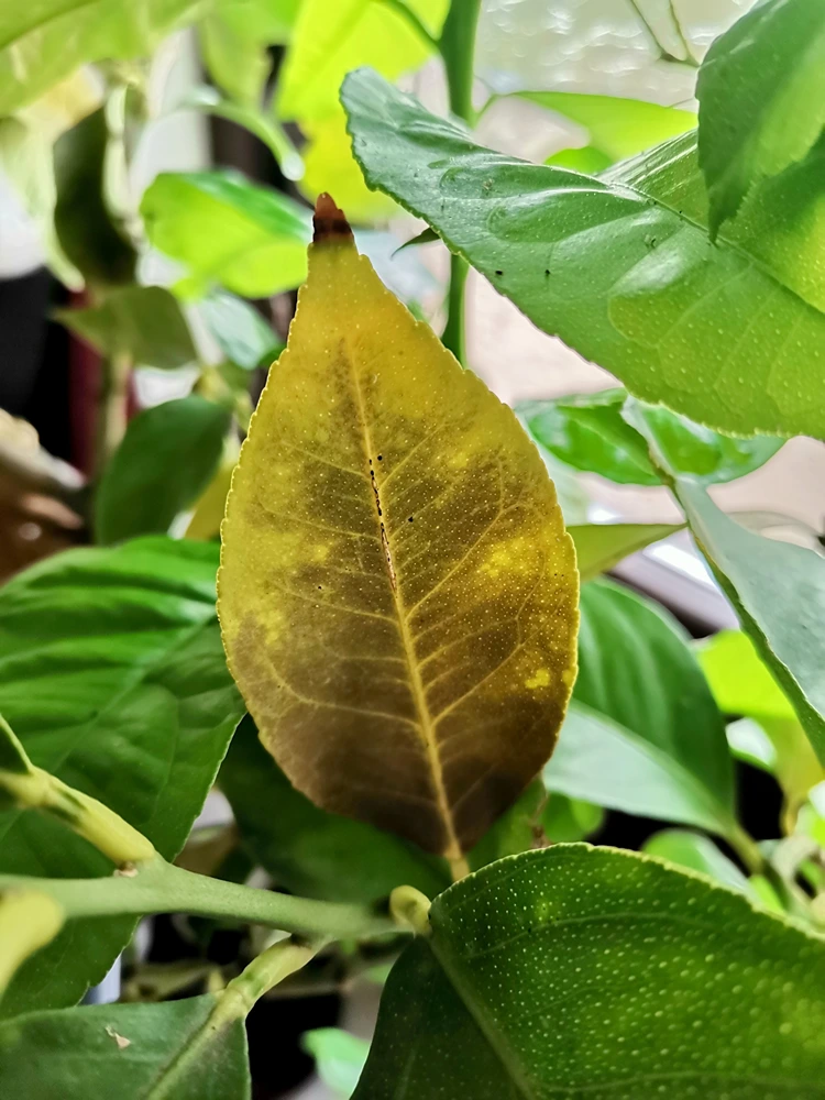 Blätter des Zitronenbaum trocknen aus und fallen ab