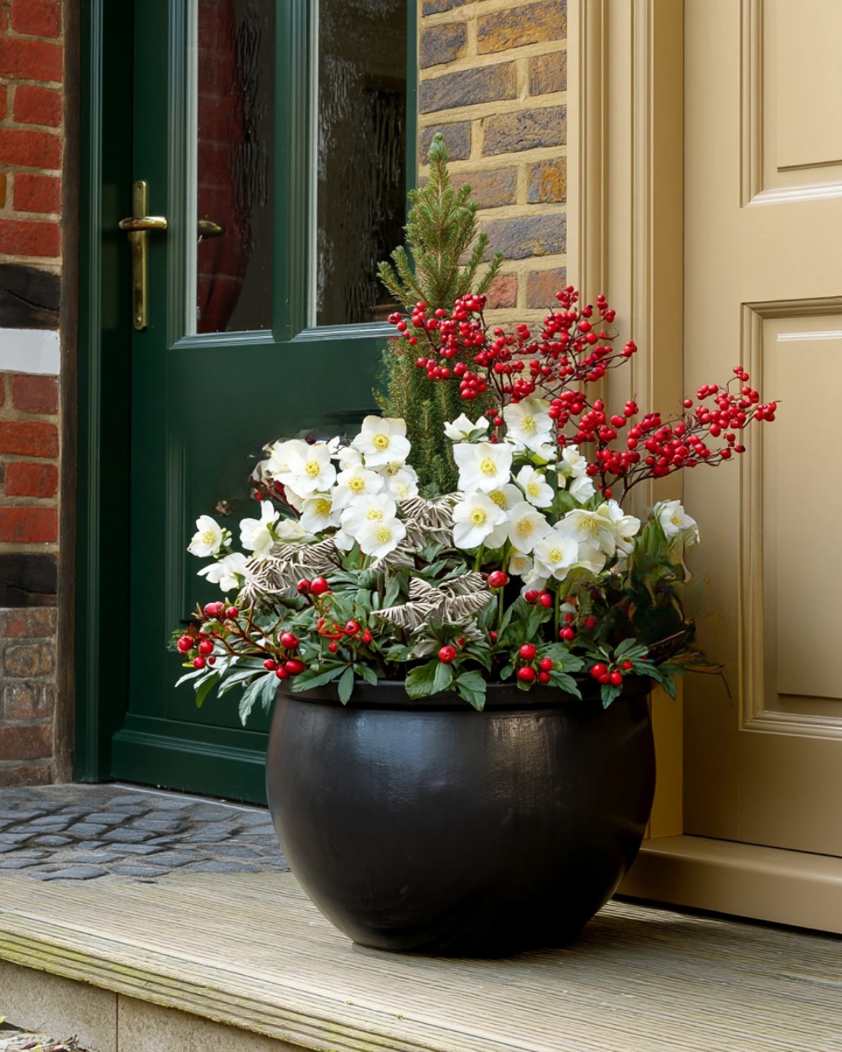 christrose mit roten beeren und kleiner konifere im großen terrakottatopf