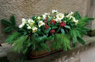 christrose und tanne im winterlichen balkonkasten