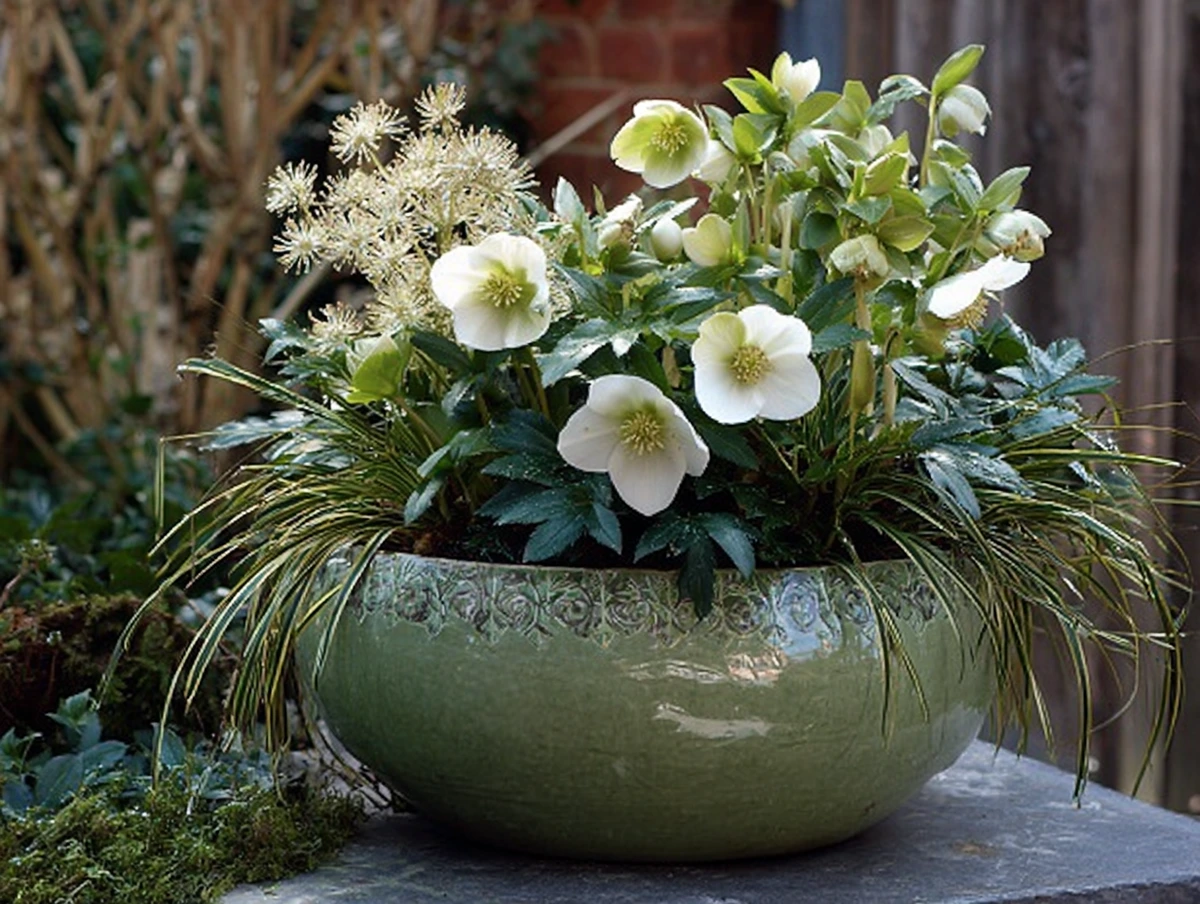 christrose und ziergräser in großer keramikschale – natürliche winterdeko für terrasse und garten