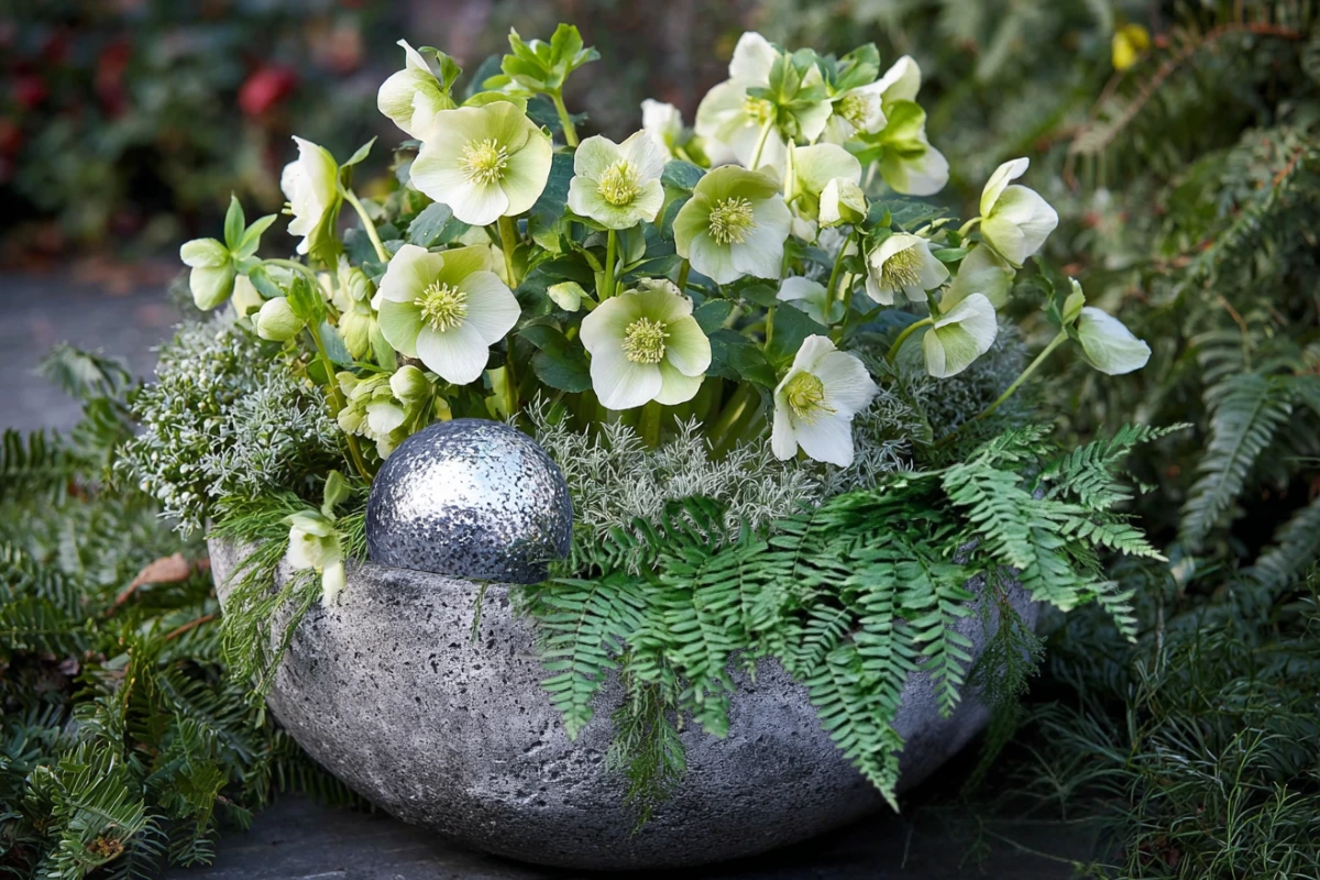 christrosen mit farn und stacheldrahtpflanze in moderner betonschale – elegantes winterarrangement