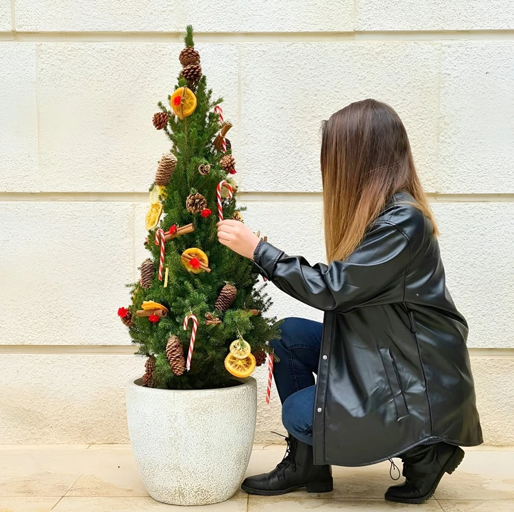 Den beliebten Mini-Weihnachtsbaum im Topf richtig pflegen