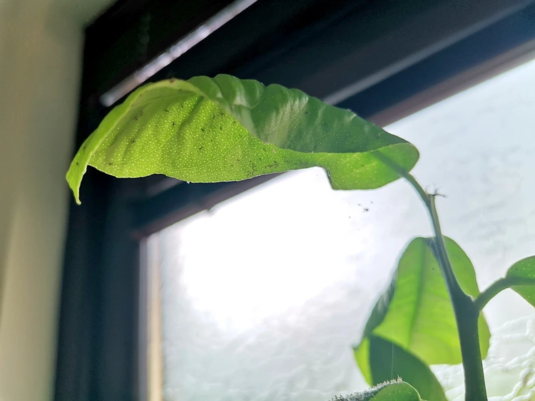 Die Milben saugen den Pflanzensaft aus und die Blätter rollen sich ein