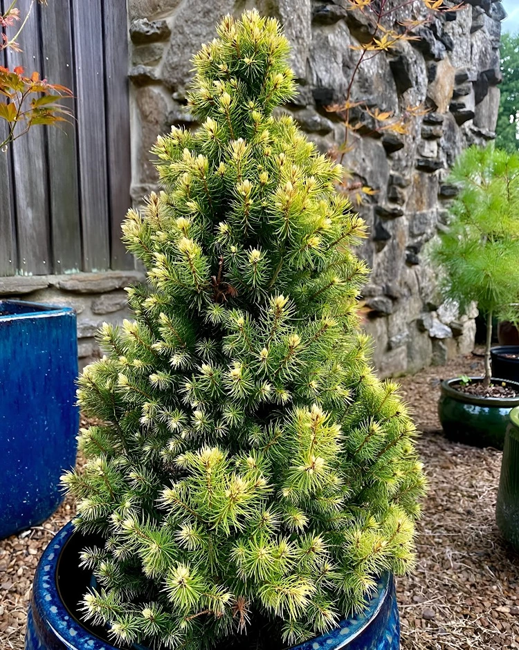 Die Pflanzen mögen es kühl und vertragen trockene Luft nicht
