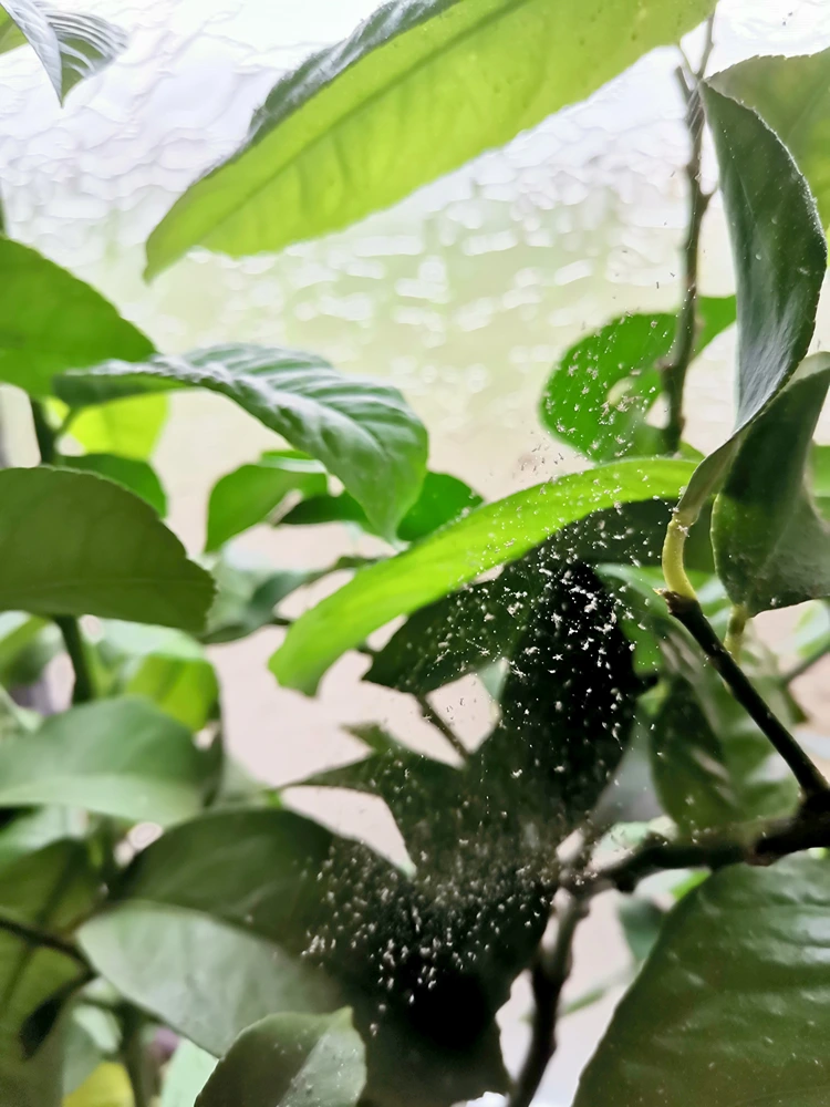 Die Schädlinge mit natürlichen Hausmitteln bekämpfen