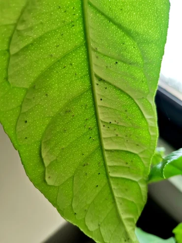 Die Schädlinge sind winzig und werden meist erst spät entdeckt