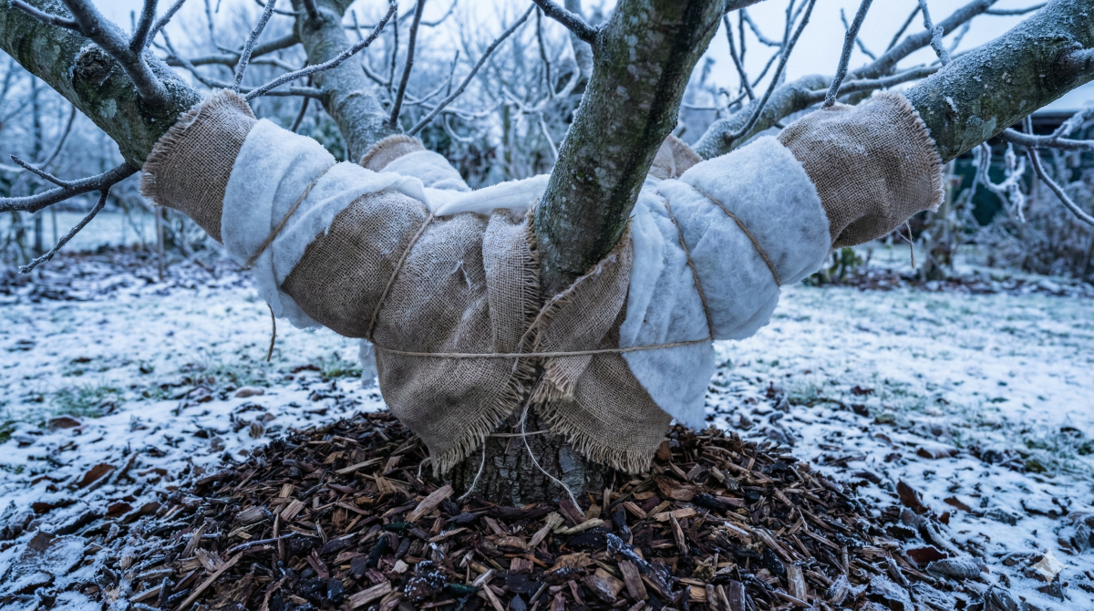 feigenbaum im winter mit vlies und juteschutz