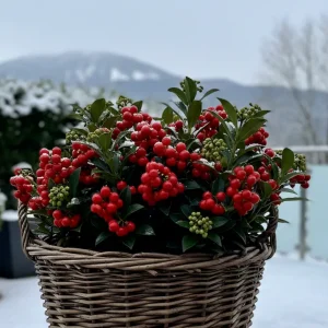 fruchtskimmie im topf rote beeren als winterlicher blickfang