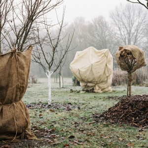 gartenarbeit im dezember so schützen sie empfindliche pflanzen richtig – japanischer ahorn, magnolien, feigen, junge obstbäume & mehr
