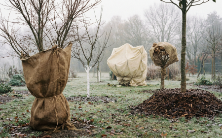gartenarbeit im dezember so schützen sie empfindliche pflanzen richtig – japanischer ahorn, magnolien, feigen, junge obstbäume & mehr
