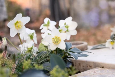 Grabbepflanzung im Winter mit Helleborus niger