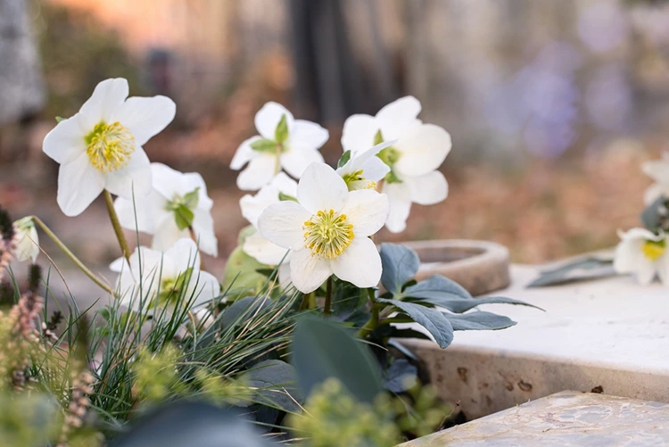 Grabbepflanzung im Winter mit Helleborus niger