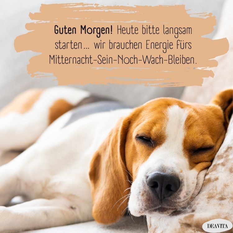 guten morgen silvester lustig sprüche