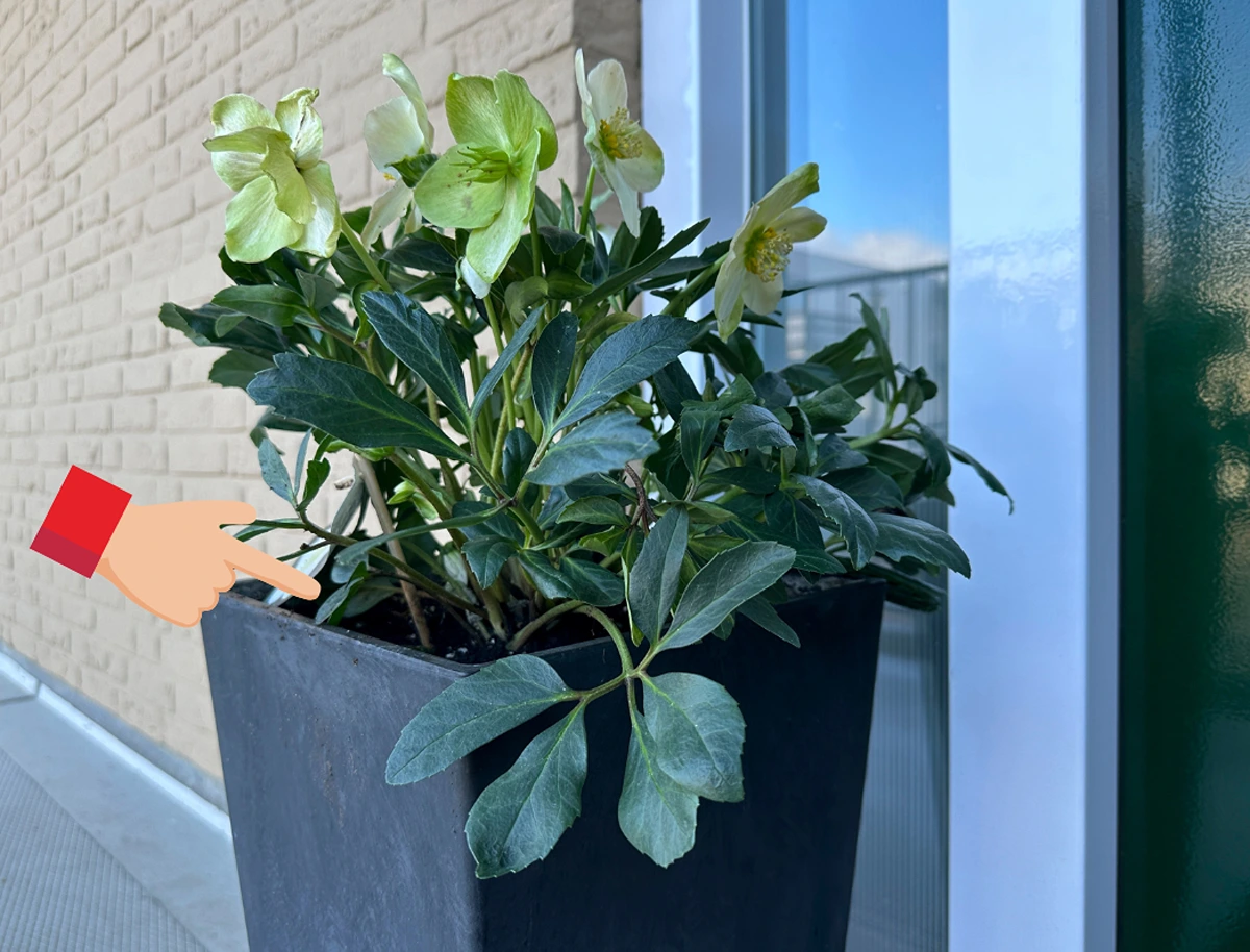 helleborus im quadratischen kübel – perfekt vor dem hauseingang im winter