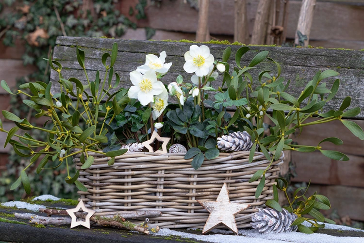 Helleborus in einem Korb arrangieren für Deko auf einer Bank