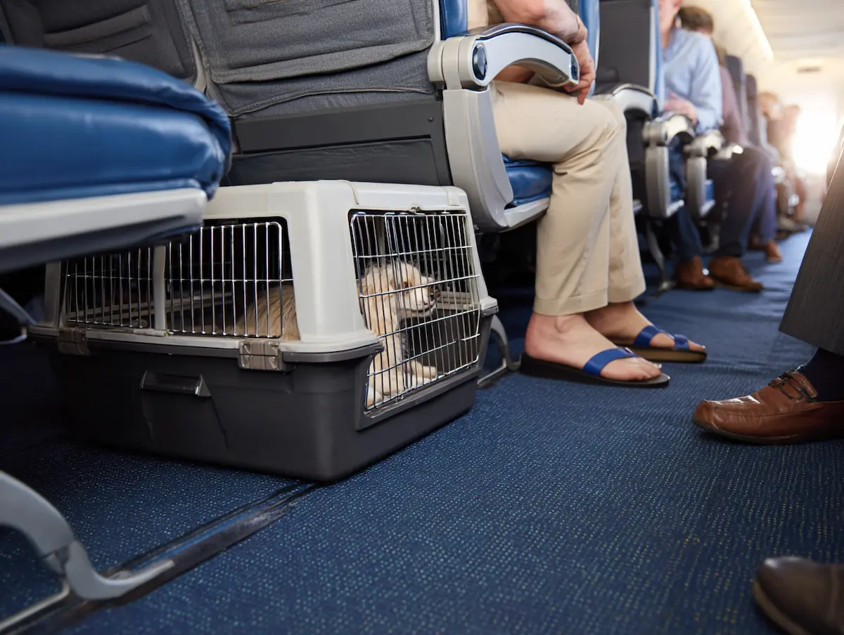hund unter 8 kg darf in der kabine fliegen