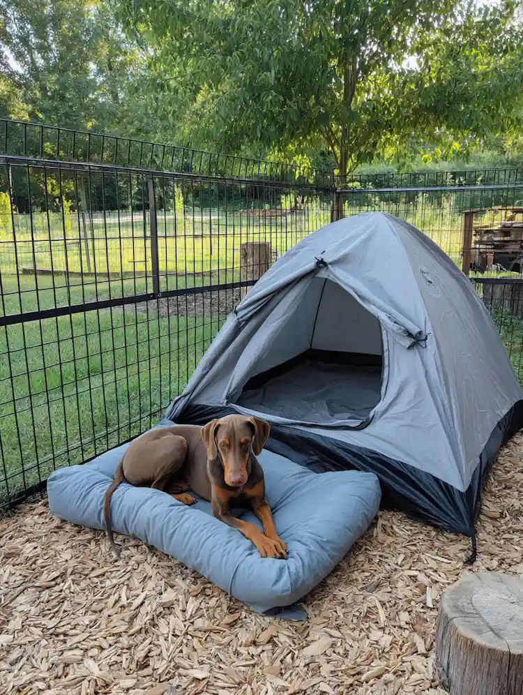 hundeschutzzaun und platz zum schlafen im freien