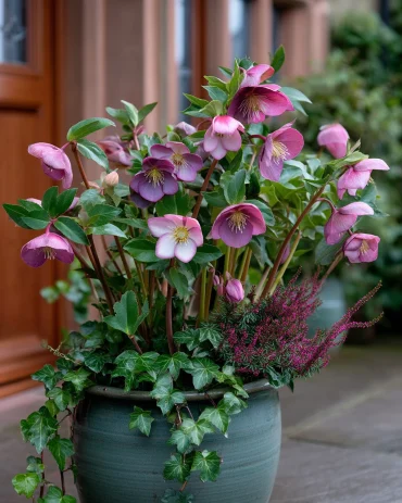 ice n’ roses® in rosa – winterliche kübelbepflanzung mit efeu und heide