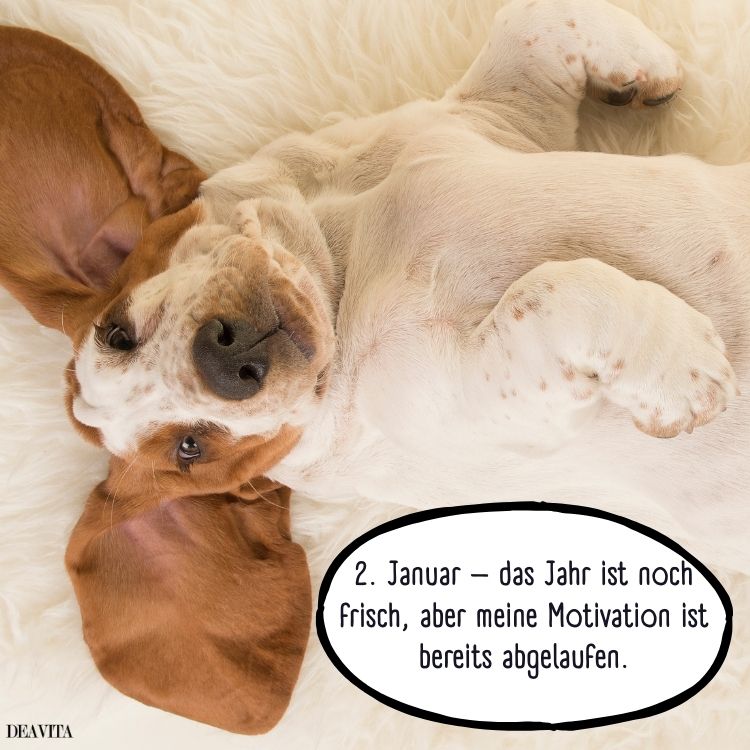 januar motivation lustige bilder mit sprüchen