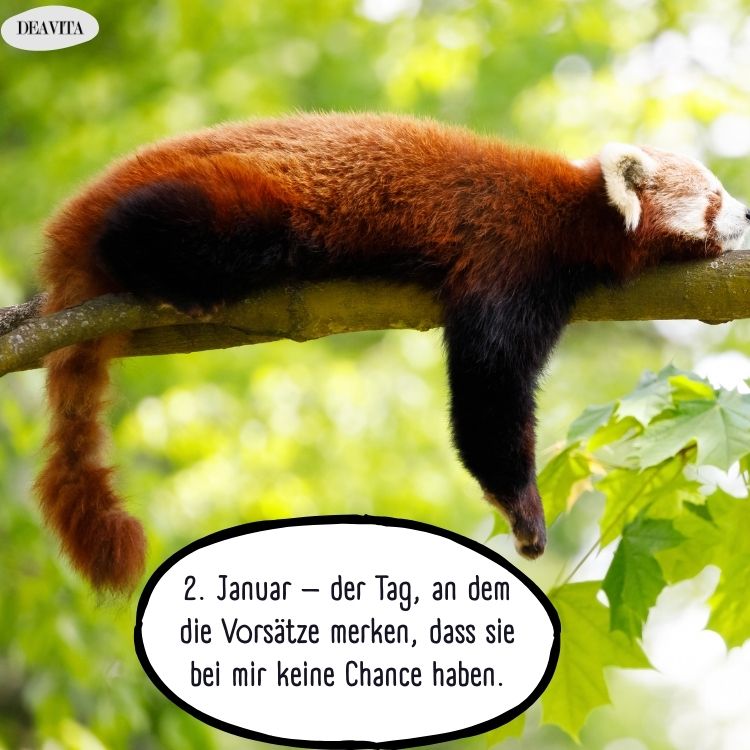 januar vorsätze lustige sprüche bilder