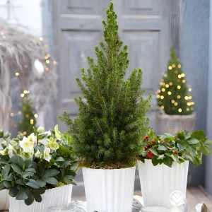 Kann man Zuckerhutfichte in der Wohnung halten