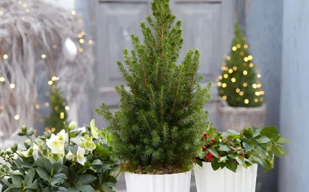 Kann man Zuckerhutfichte in der Wohnung halten