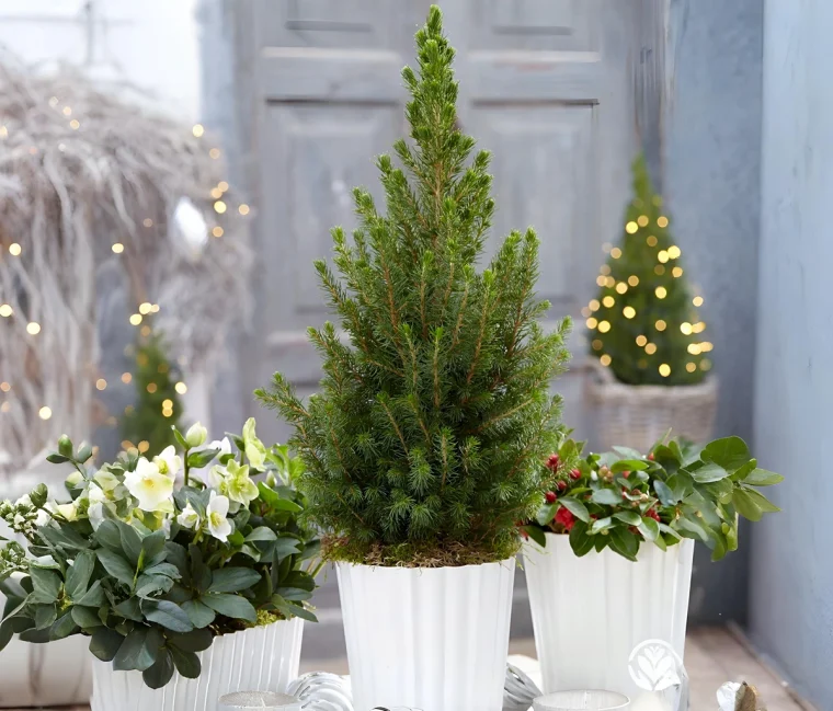 Kann man Zuckerhutfichte in der Wohnung halten