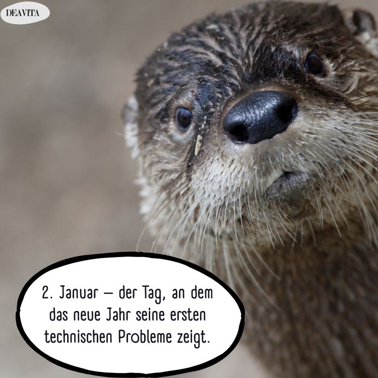 lustige bilder januar kostenlos zum download