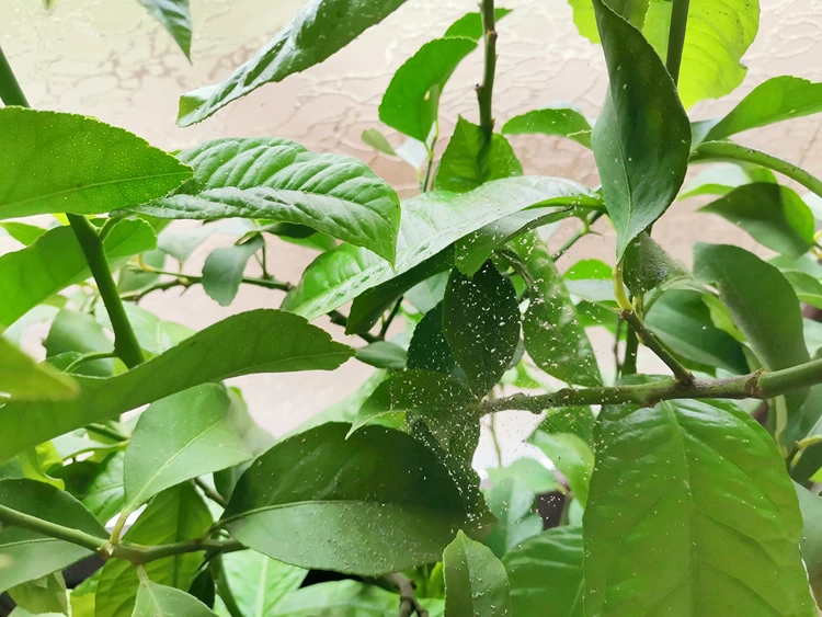 Man erkennt Spinnmilben am Zitronenbaum anhand der Gespinste