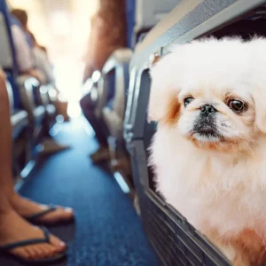 pekiese in der kabine mitnehmen