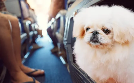 pekiese in der kabine mitnehmen