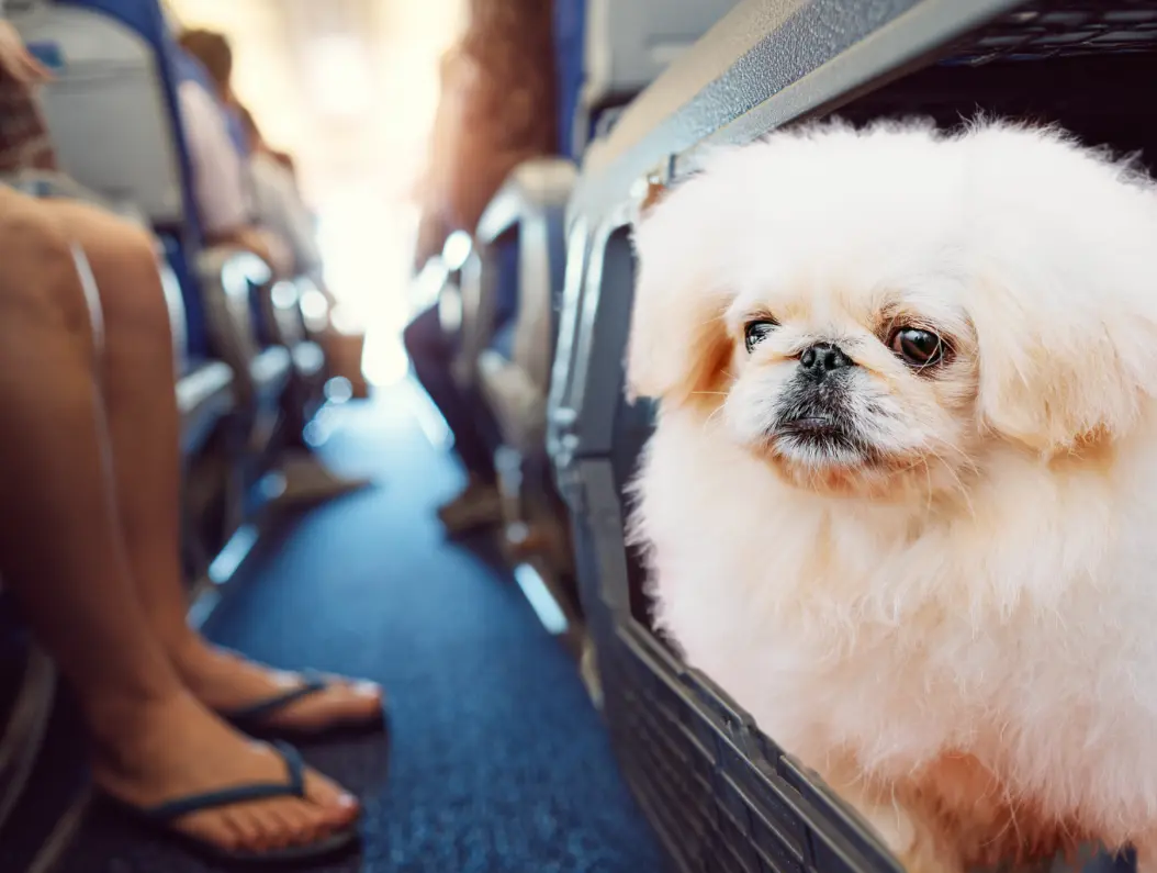 pekiese in der kabine mitnehmen