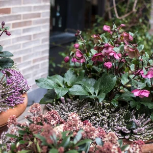 rosa christrosen mit heide im winterkübel vor dem hauseingang