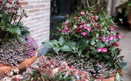 rosa christrosen mit heide im winterkübel vor dem hauseingang