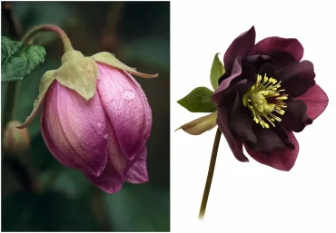 rote christrose knospe und blüte