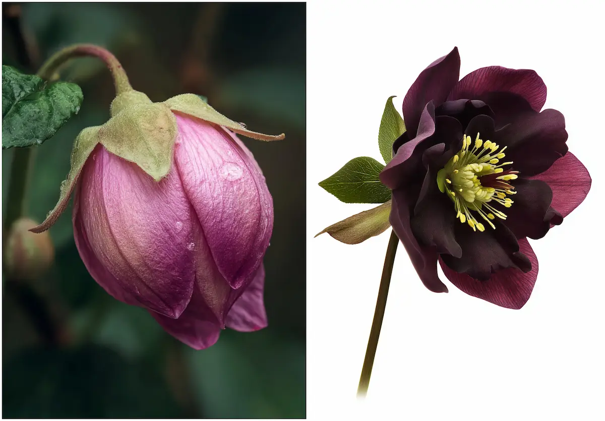 rote christrose knospe und blüte