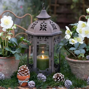 Rustikale Deko mit Christrose für draußen mit Laterne, Tannenzweigen und Zapfen