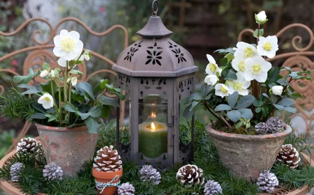 Rustikale Deko mit Christrose für draußen mit Laterne, Tannenzweigen und Zapfen