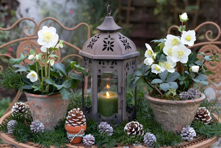 Wie-w-r-s-mit-einer-Deko-mit-Christrose-f-r-drau-en-So-sch-n-l-sst-sich-die-Helleborus-arrangieren-