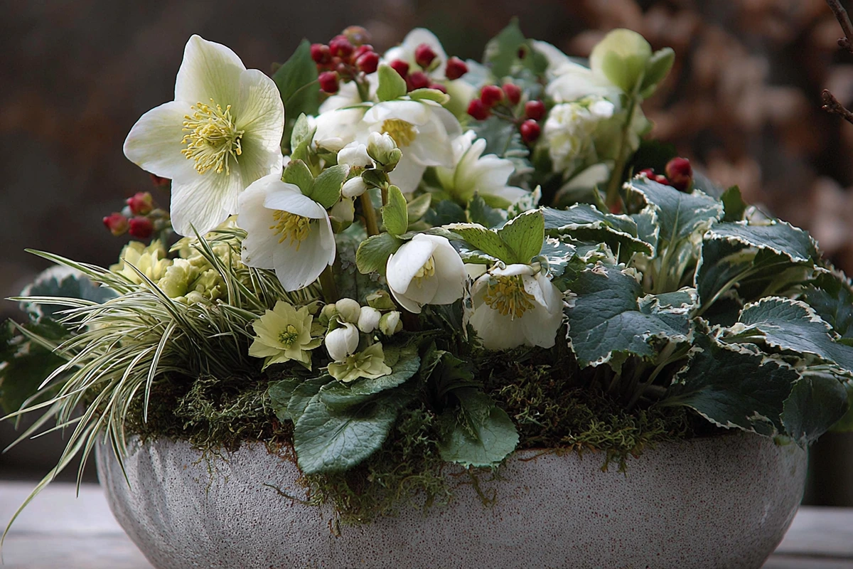 schale mit helleborus niger (christrosen), heucherella alba 'tapestry' (purpurglöckchen), skimmia reevesiana (frucht skimmie), carex oshimensis 'everest' (segge)