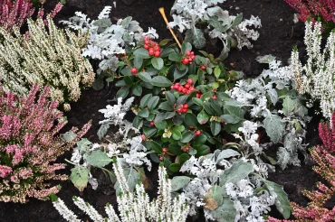scheinbeere als winter star kombiniert mit heide und silbrigen blumen